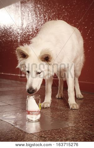 Sniffing identification of odor traces by police dog on location