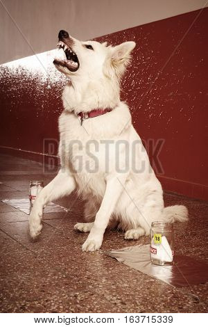 Positive identification of odor traces by police dog on location