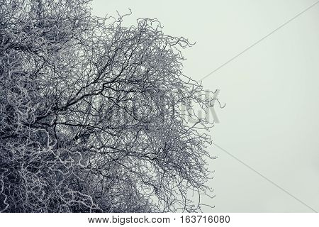 Tangled tree full of little rime, snow meager