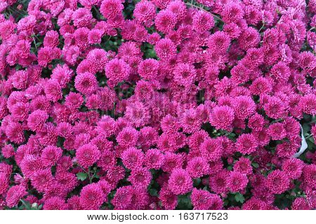 vibrant fuchsia colored chrysanthemums in full bloom