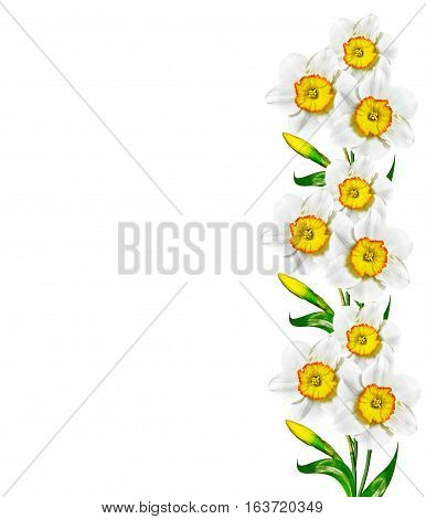 spring flowers narcissus isolated on white background