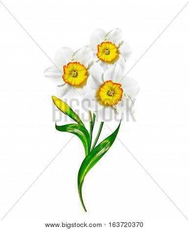 spring flowers narcissus isolated on white background