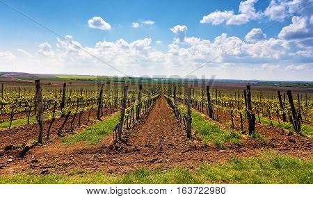 Rows Of Vineyard Grape Vines. Spring Landscape With Green Vineyards.