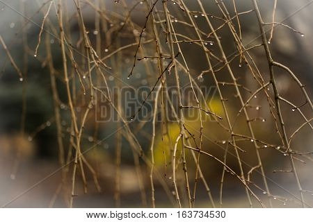 Water droplets on thin branches in the afternoon