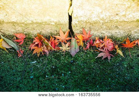 Fallen maple leaves on the green glass under the warm autumn sunlight Kyoto Japan
