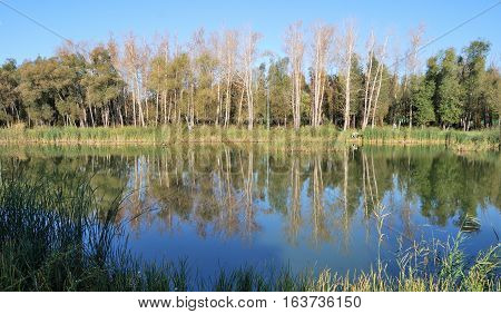 Autumn in Siberian forest Omsk region Russia