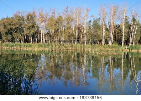 Autumn in Siberian forest Omsk region Russia