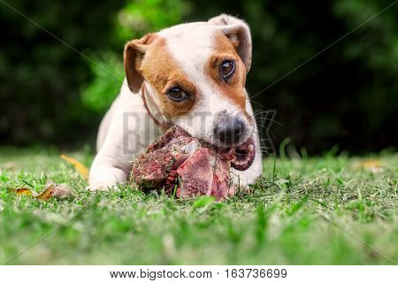 Young Jack Russell Terrier Dog Lying On A Meadow And Eat A Raw Bone