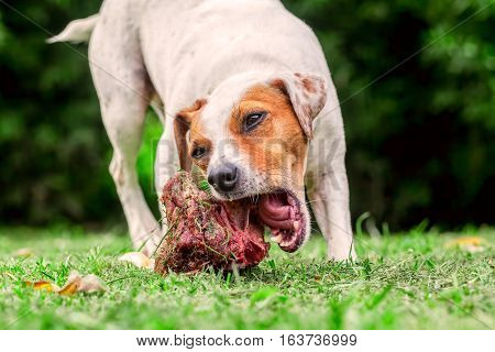 Jack Russell Terrier Young Dog Lying On A Green Lawn Happily Chewing A Large Raw Bone Held Between Its Front Paws
