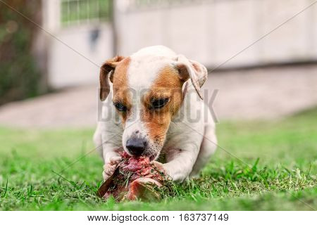 Jack Russell Terrier Female Dog Lying On A Green Lawn Happily Chewing A Large Raw Bone Held Between Its Front Paws