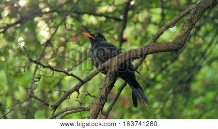 Cute bird sitting on a tree branch