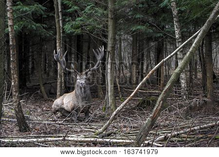 The deer in the forest. Shot in Denmark