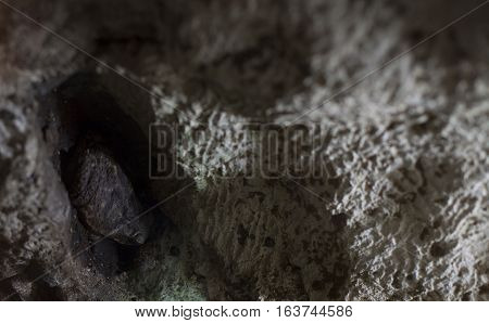 Large American toad hidden in a rock