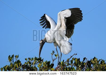 Wood stork (Mycteria americana) spreading wings on a tree