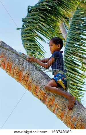 Lavena, Fiji - November 27: Unidentified Boy Climbs The Tree To Swing On A Rope Swing On November 27
