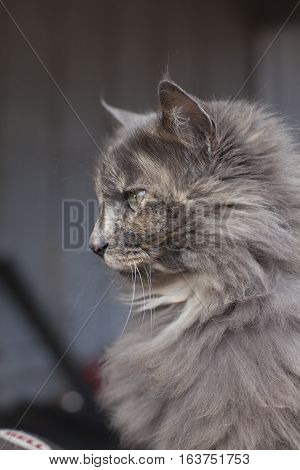 Close Up Of Cat