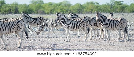 an image of zebras in Namibia, Africa