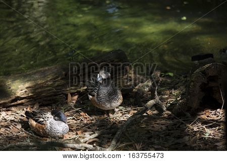 American wigeon ducks (Anas americana) near a lake