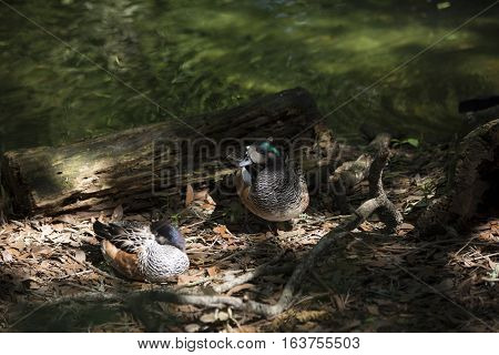 American wigeon ducks (Anas americana) near a lake
