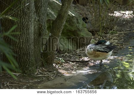 American wigeon duck (Anas americana) on pond bank