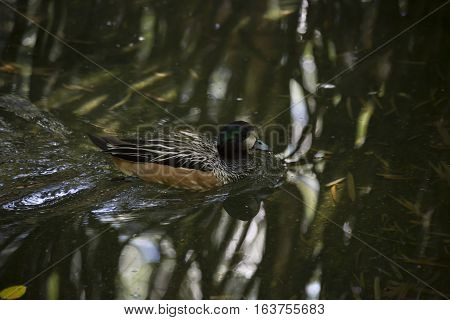 Close up of an American wigeon duck (Anas americana) swimming