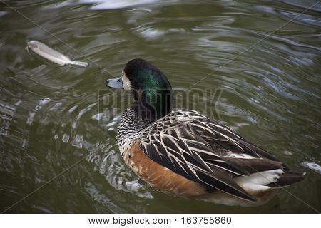 Close up of an American wigeon duck (Anas americana) swimming
