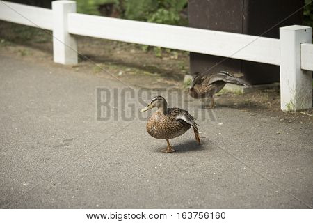 Mallard And American Black Duck Hens (