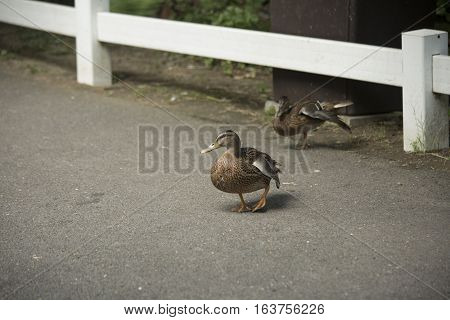 Mallard And American Black Duck Hens (