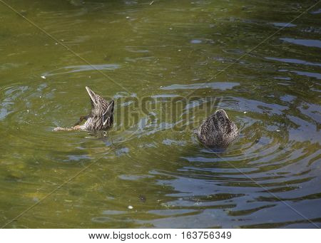 American Black Hen