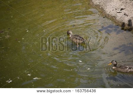 American Black Hens