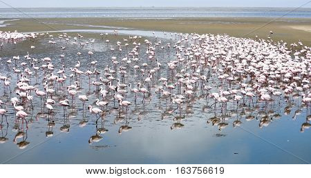 Flamingoes