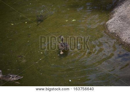 American black duck hen (Anas rubripes) swimming