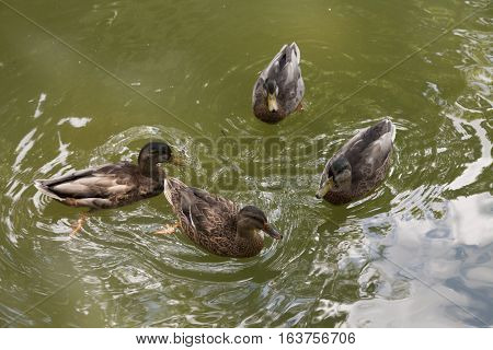 American Black Hens
