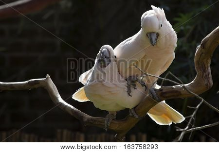 Two salmon-crested cockatoos on a bare limb
