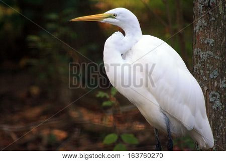 Close up of a greater egret grooming on a branch