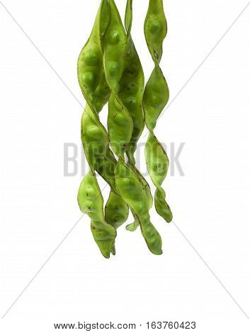 Parkia speciosa sheath on white background ( bean petai twisted cluster stink bitter sato )