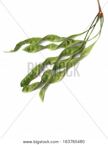 Parkia speciosa sheath on white background ( bean petai twisted cluster stink bitter sato )