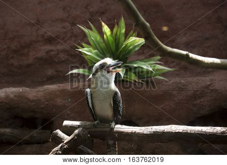 Laughing kookaburra (Dacelo novaeguineae) on a perch