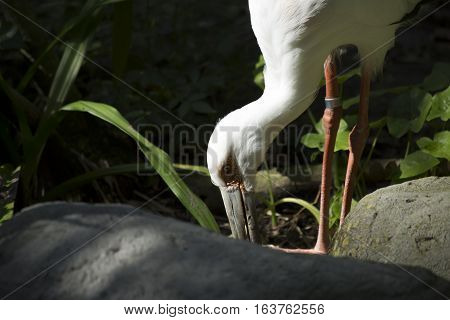 Maguari stork (Ciconia maguari) hunting near rocks