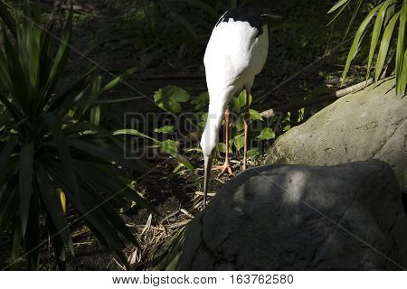 Maguari stork (Ciconia maguari) hunting near rocks