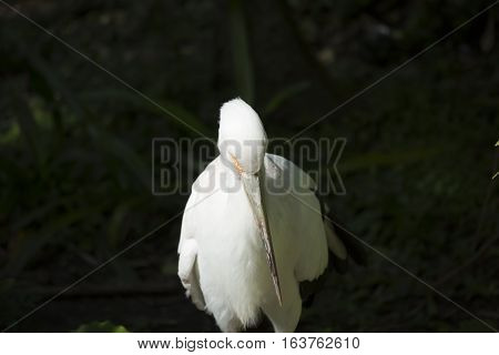 Maguari stork (Ciconia maguari) in a park