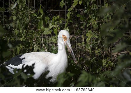 Maguari stork (Ciconia maguari) in a park