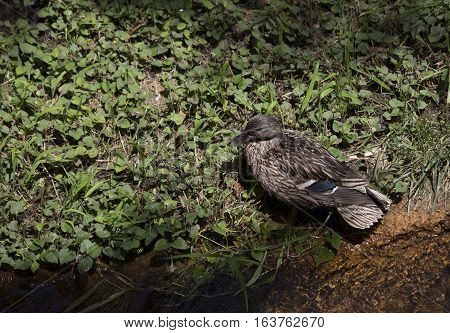 Mallard hen (Anas platyrhynchos) lying on a pond shore in the spring