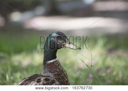 Close up of a nonbreeding mallard drake (Anas platyrhynchos)