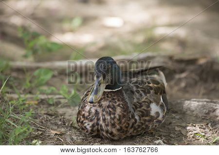 Nonbreeding mallard drake (Anas platyrhynchos) resting contently