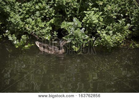 Mallard hen (Anas platyrhynchos) searching for food