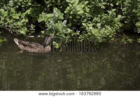 Mallard hen (Anas platyrhynchos) searching for food
