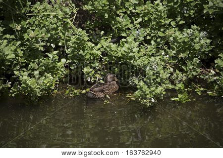 Mallard hen (Anas platyrhynchos) searching for food