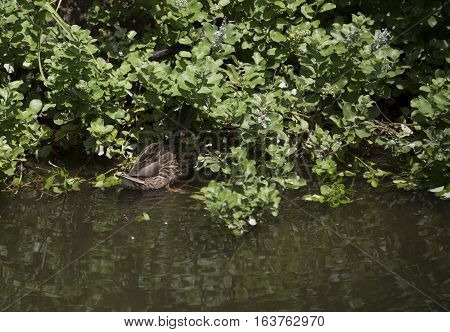Mallard hen (Anas platyrhynchos) searching for food