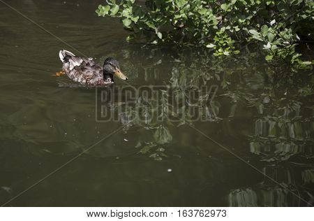 Nonbreeding mallard drake (Anas platyrhynchos) swimming near a lake shore